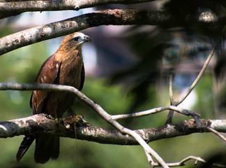 The black kite (Milvus migrans)