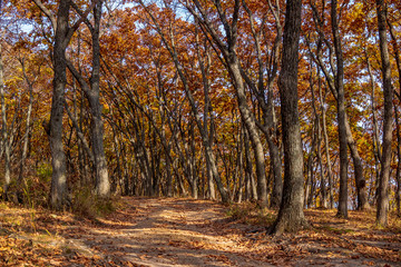 Autumn in the Far Eastern Russian forest. Sunny day and dirt road