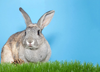 Obraz premium Adorable gray and brown bunny sitting in green grass looking to viewers left, pine cone on grass, blue background with copy space.