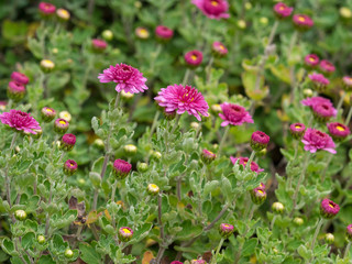 Chrysanthèmes des jardins ' Anastasia' (Chrysanthemum x grandiflorum) 