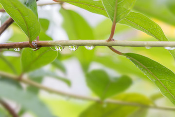 beautiful drops of transparent rain water on a green leaf macro.