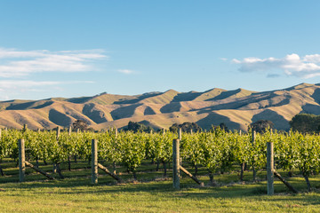 sunset over vineyard with rolling hills in background, blue sky and copy space above