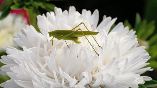 Green locust female on flower
