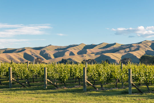 sunset over vineyard with rolling hills in background, blue sky and copy space above