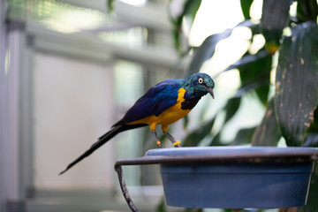 bird on a bowl