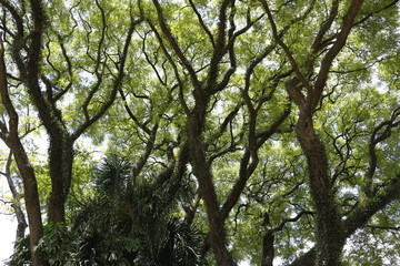 Obraz premium Nature Veins