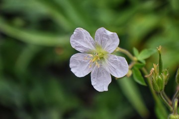 Obraz premium Rocky Mountain wildflowers in macro close up view in full summer bloom in the forest along hiking trails to Doughnut Falls in Big Cottonwood Canyon, in the Wasatch front Rocky Mountains, Utah, Western