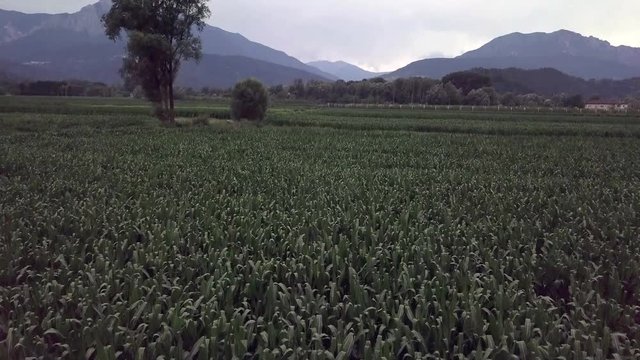 Aerial reveal type clip of a farm field in Levico Terme, Italy, during sunrise with drone flying forward at low altitude