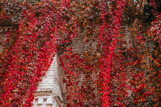 Background of red and green Virginia creeper known as five-leaved ivy on the wall.