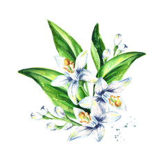 Neroli flowers and leaves composition. Watercolor hand drawn illustration, isolated on white background