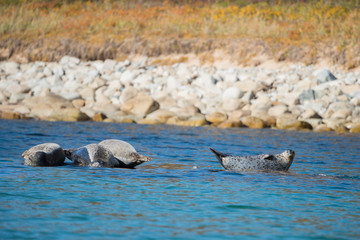 Ringed seals bask / Ringed seals bask in the sun at the shore of the wild Bay