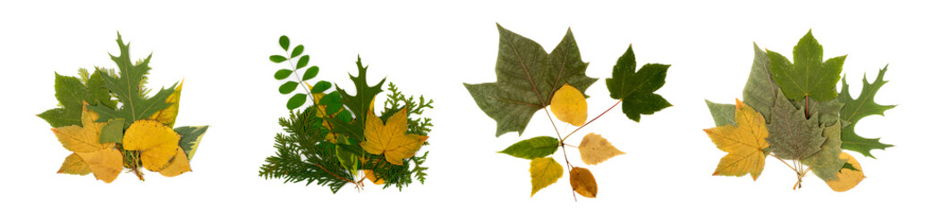 Set of Dry Leaves Bouquet Isolated on White Background