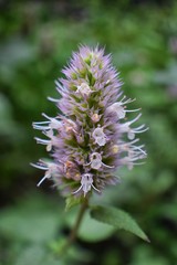 Rocky Mountain wildflowers in macro close up view in full summer bloom in the forest along hiking trails to Doughnut Falls in Big Cottonwood Canyon, in the Wasatch front Rocky Mountains, Utah, Western