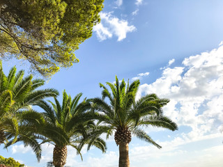 Obraz premium Green tops of tropical plants against blue sky