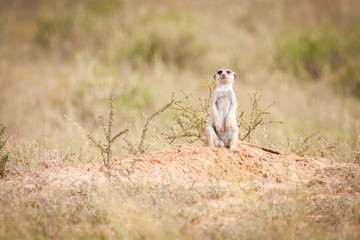 Cute little meerkat sittingin the sun outside its burrow