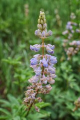 Rocky Mountain wildflowers in macro close up view in full summer bloom in the forest along hiking trails to Doughnut Falls in Big Cottonwood Canyon, in the Wasatch front Rocky Mountains, Utah, Western