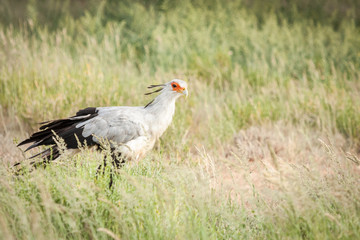 Large adult secretary bird hunting for prey in the long tall grass.