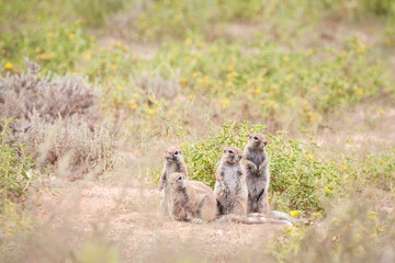 Adorable clan of ground squirrels sitting outside their burrow.