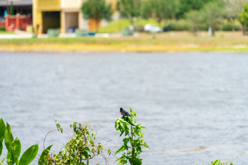 Obraz na płótnie Canvas Bird on the lake