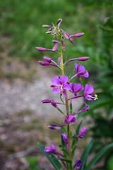 Rocky Mountain wildflowers in macro close up view in full summer bloom in the forest along hiking trails to Doughnut Falls in Big Cottonwood Canyon, in the Wasatch front Rocky Mountains, Utah, Western
