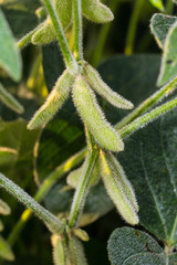 pubescent soybean pods with dew on them