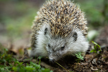 A hedgehog walking in a green meadow