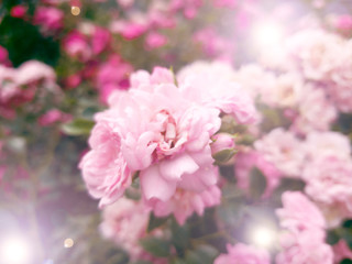 Pink shrub roses on a background of rich greenery and glare of light pink color. Postcard version. Selective focus (Blurry)