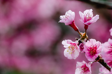 Pink color cherry blossom flower with beautiful pink flowers bokeh.