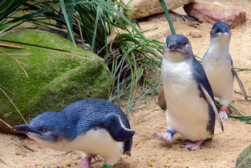 Cute Australian little penguins