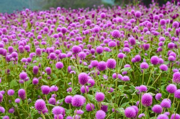 可愛いボンボンフラワー