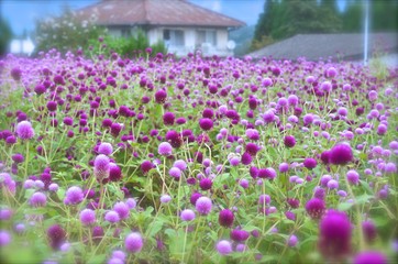 かわいいボンボンフラワー