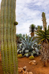 Fototapeta premium Mallorca, Urlaub, Kakteen, Natur, Wandern