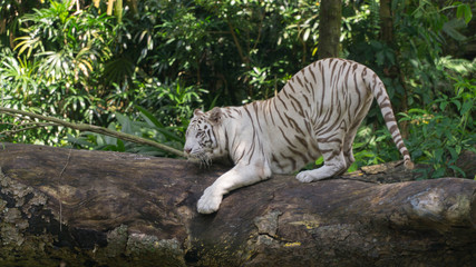 Dominant white tiger walking around his territory