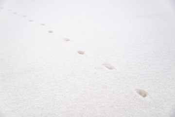 steps of the animal on white snow.