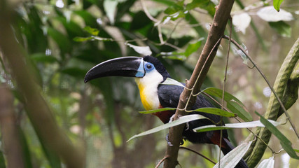 Obraz premium Beautiful The channel-billed toucan in Singapore ZOO