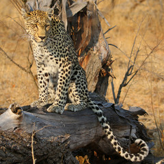 African leopard at Kruger National Park