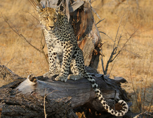African leopard at Kruger National Park