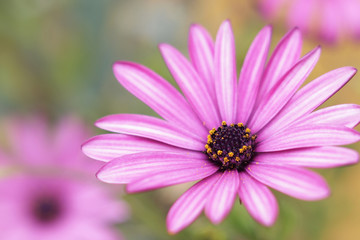 Obraz premium Flor del jardín