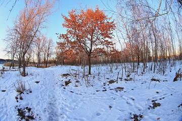 trees in winter