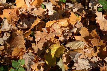 Background of dry leaves lit by the sun in the autumn forest
