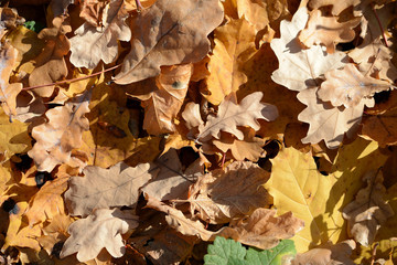 Background of dry leaves lit by the sun in the autumn forest
