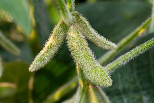 pubescent soybean pods with dew on them