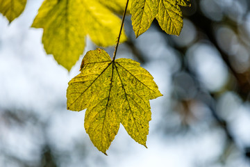 close up of big green maple leaf back lit by the morning sun on the tree