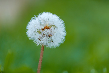 single wet dandelion flower on the grassy ground with creamy green background