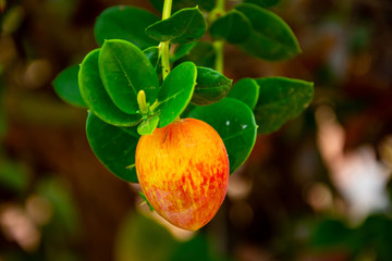 Mallorca, Urlaub, Kakteen, Natur, Wandern