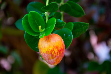 Mallorca, Urlaub, Kakteen, Natur, Wandern