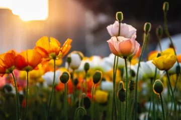 Poster de jardin Fleurs Cute pink Iceland Poppy flower in gold color sunrise light with others various vivid color flowers.