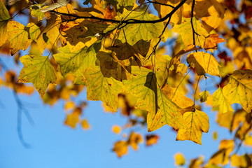 sun back lit the yellow leaves on the maple tree in the morning