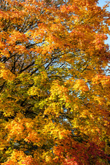 detailed shot of autumn leaves on the tree display green, yellow and orange colour
