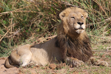 Male lion in Kruger National Park